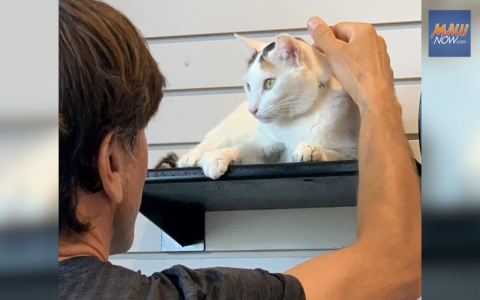 kittens for sale maui