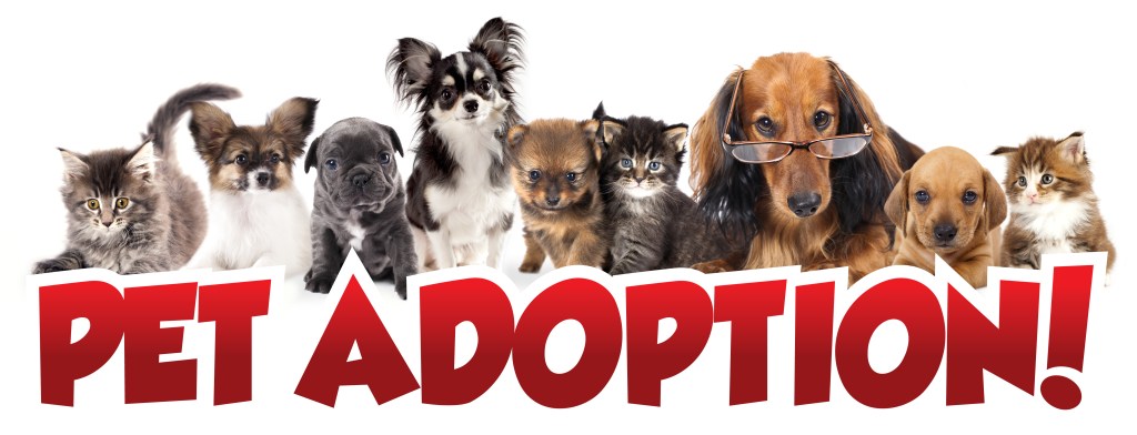 animal pet adoption