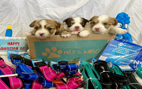 australian shepherd adoption near me