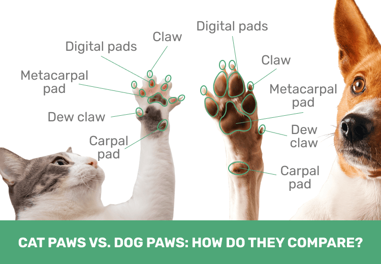 cat vs dog paws