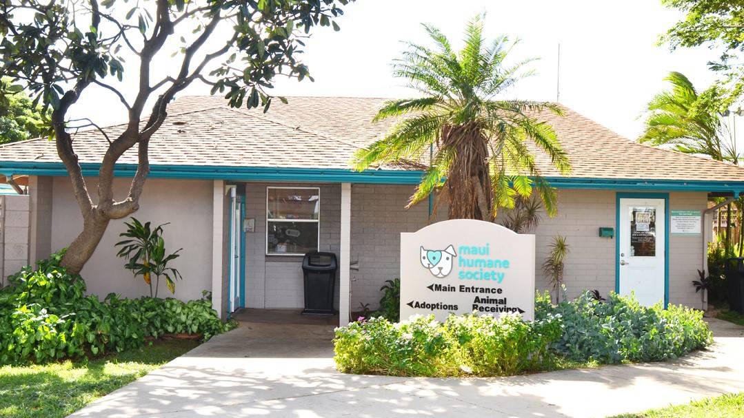 maui animal shelter