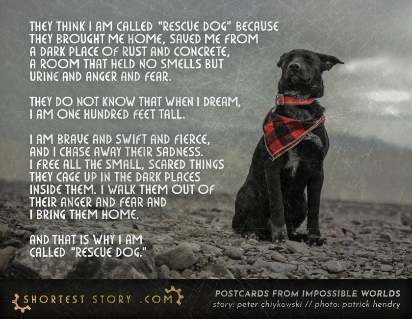 animal rescue short story