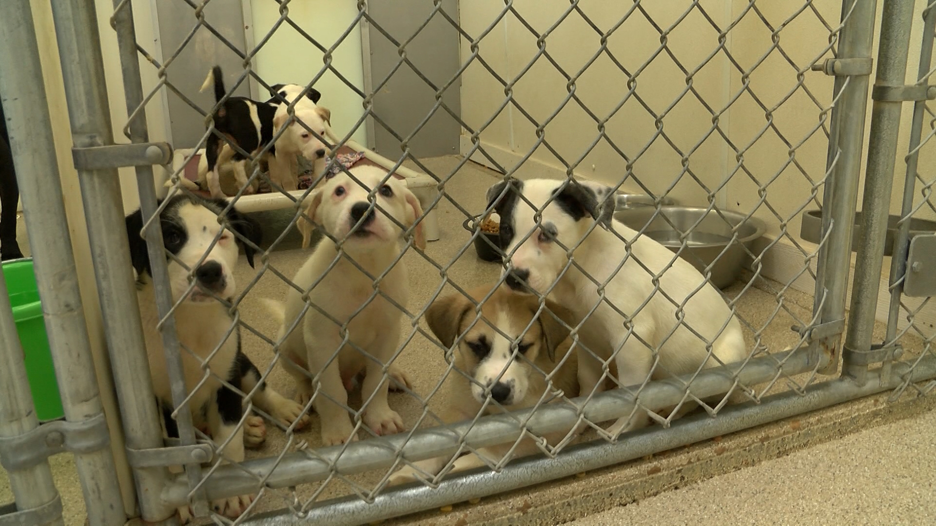 nearby no kill shelters