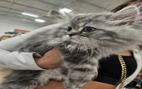 how much is a kitten at petsmart