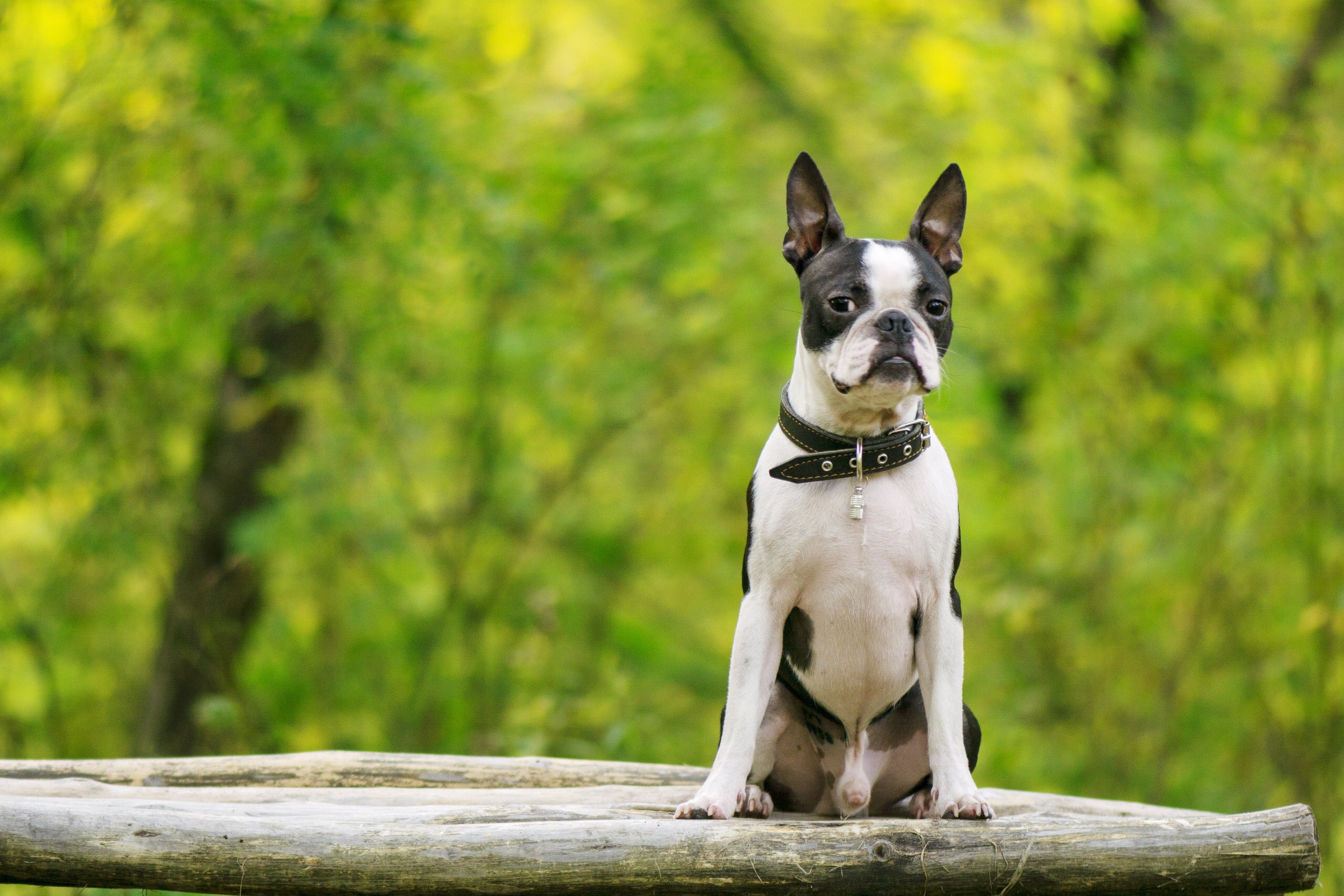boston terriers near me