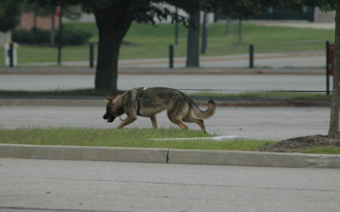 search and rescue dogs