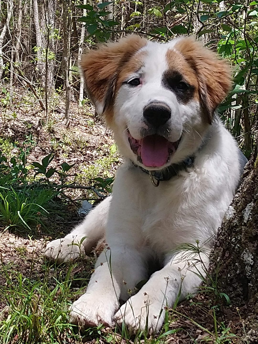 great pyrenees boxer mix
