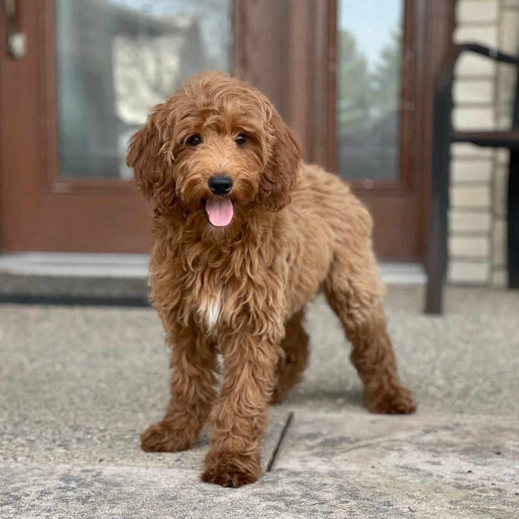 goldendoodle puppies for sale in indiana
