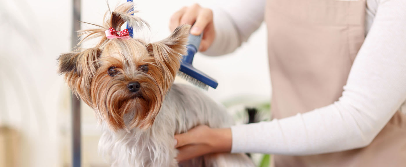 best grooming places for dogs near me