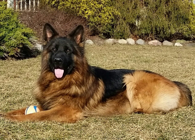 german shepherd breeders long island