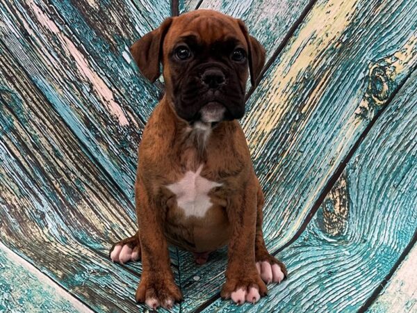 boxer puppies florida
