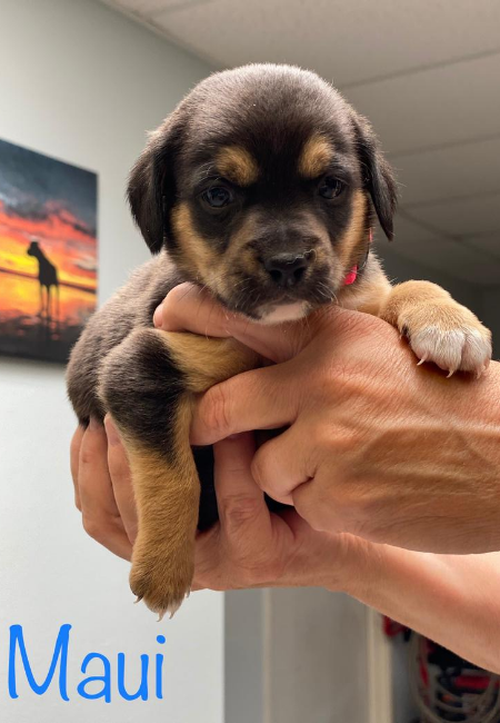 maui dog breeders