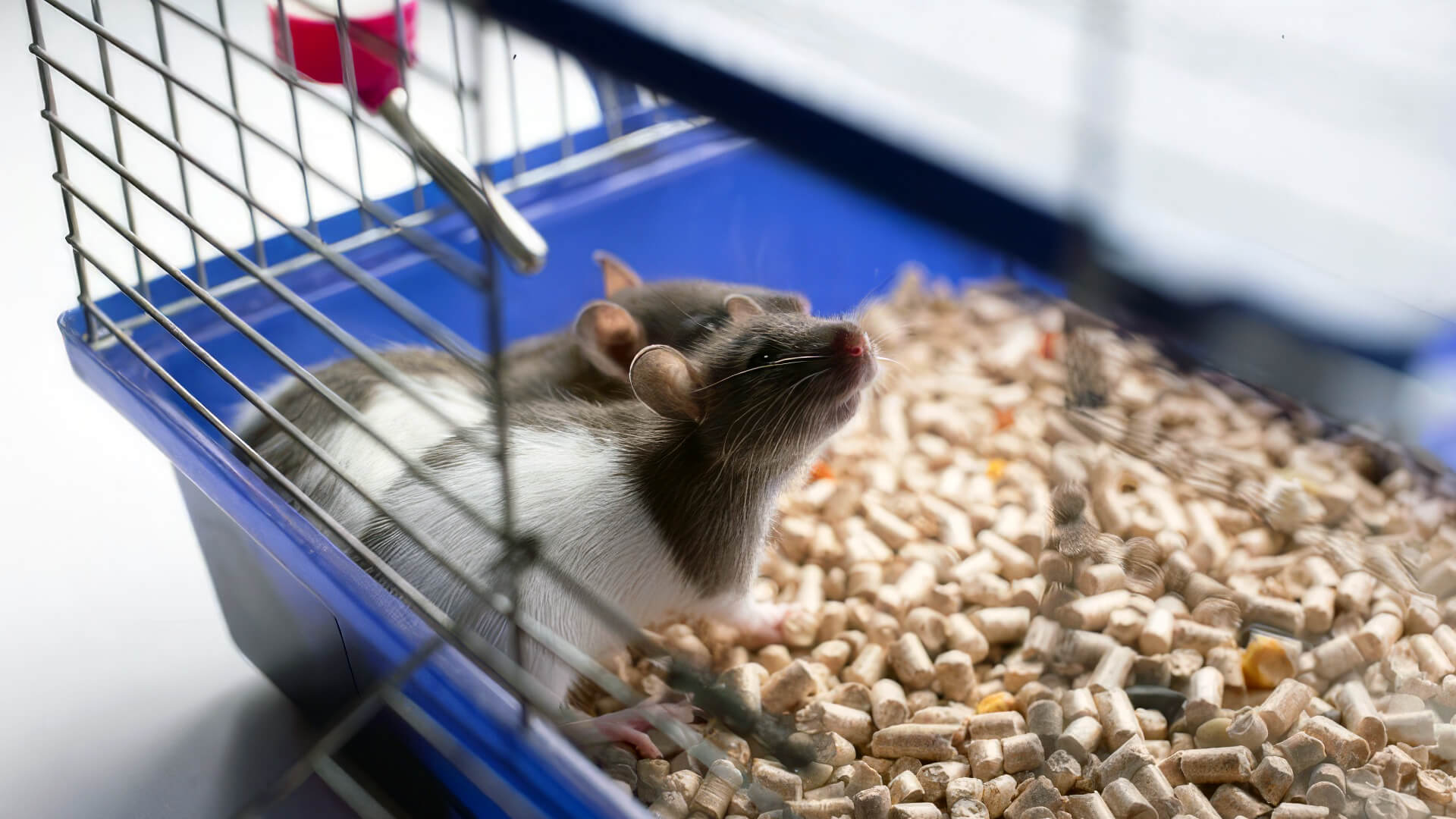best litter for rats