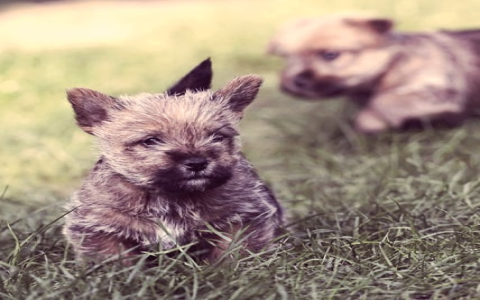 short legged terriers