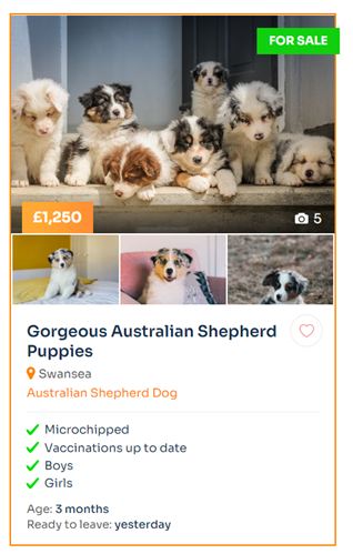 places to advertise puppies