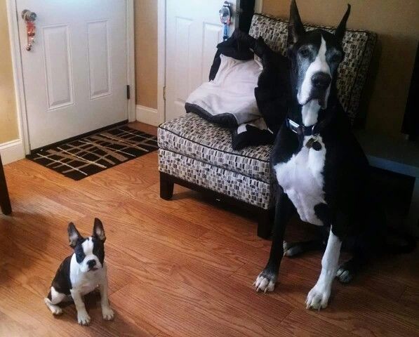 great dane boston terrier