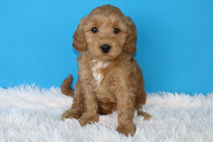goldendoodle puppies for sale in indiana