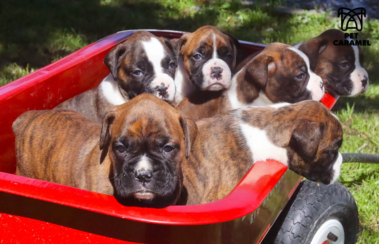 boxer breeders in california