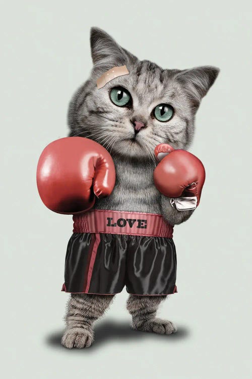 boxer cat