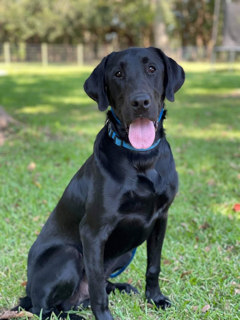 lab mix rescue near me