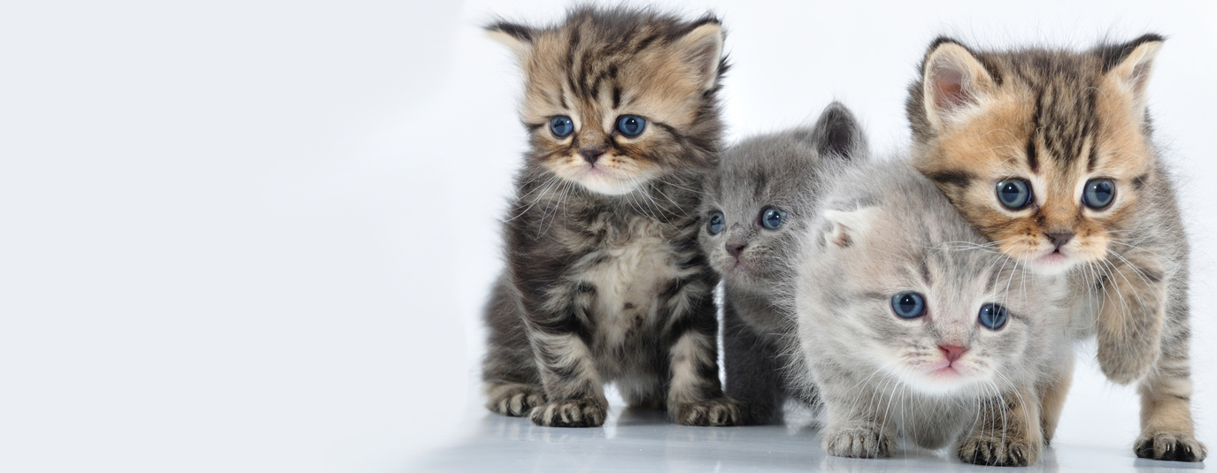 foster a kitten near me