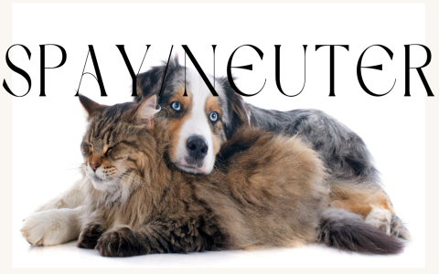 mobile craigslist pets