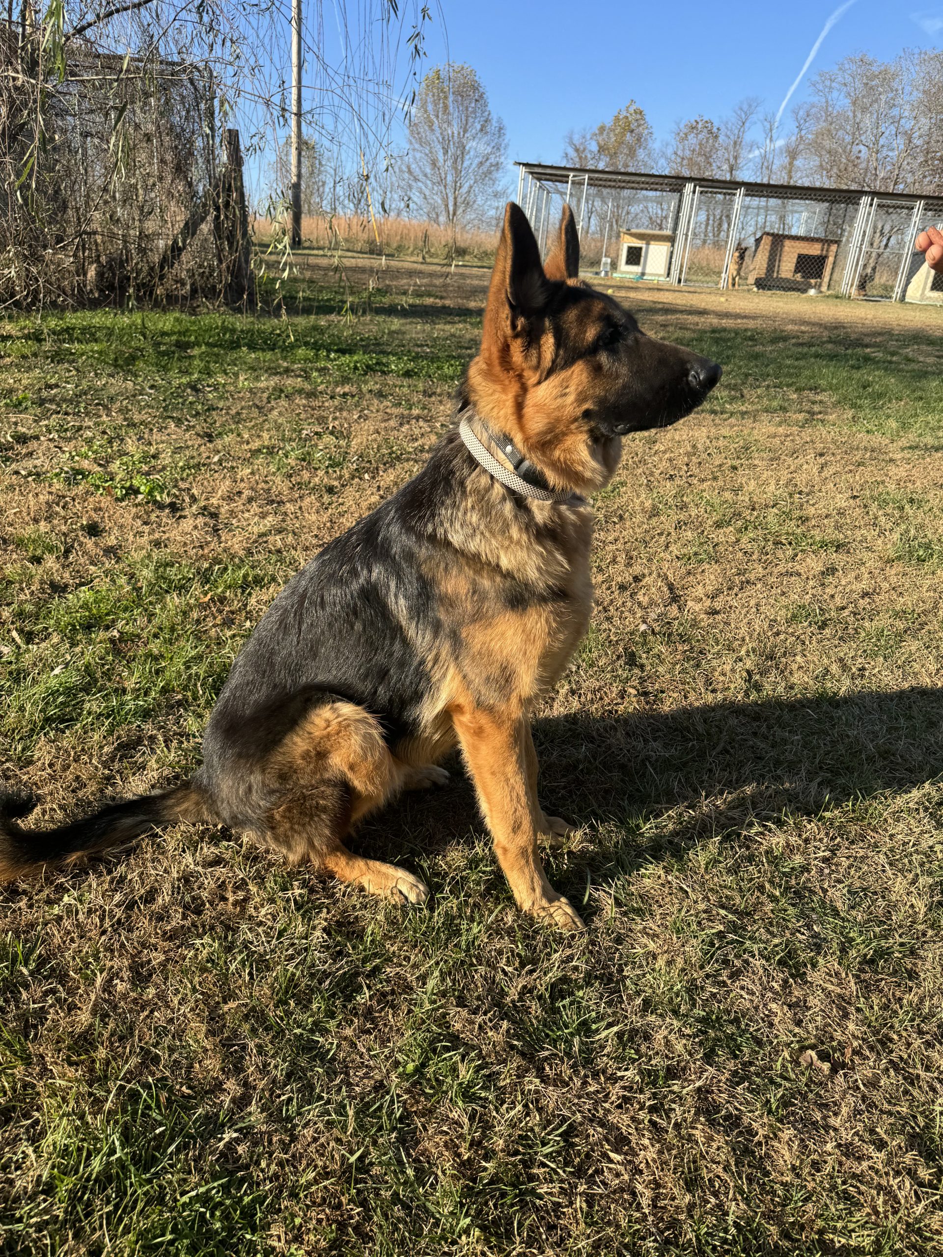 german shepherd puppies for sale in ky
