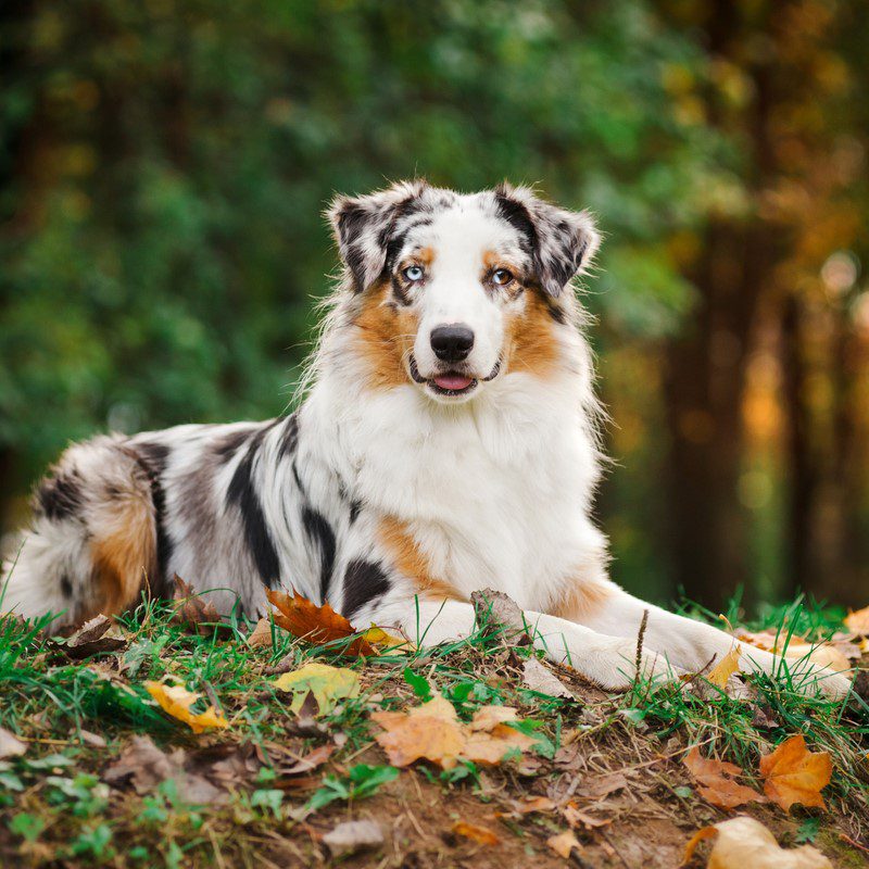 australian shepherd breeders arizona