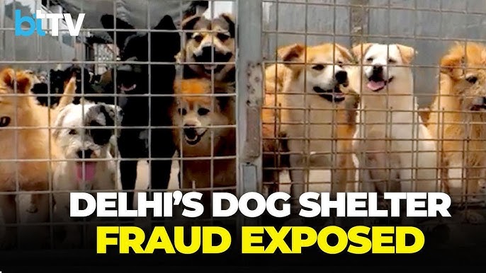 animal shelter in delhi