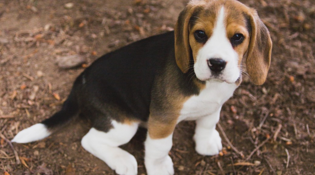 beagle breeders washington state