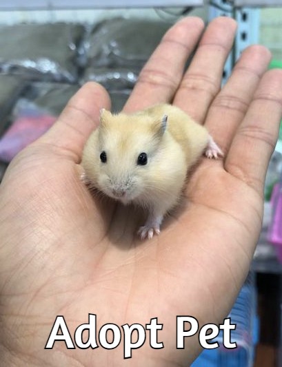 free hamsters near me