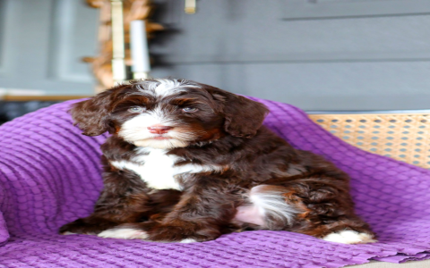 petite bernedoodle for sale