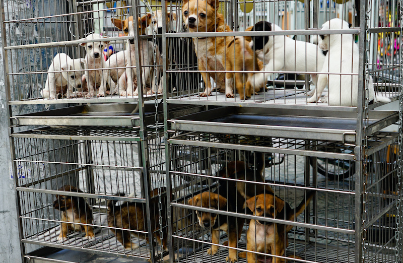 pet store with puppies for sale