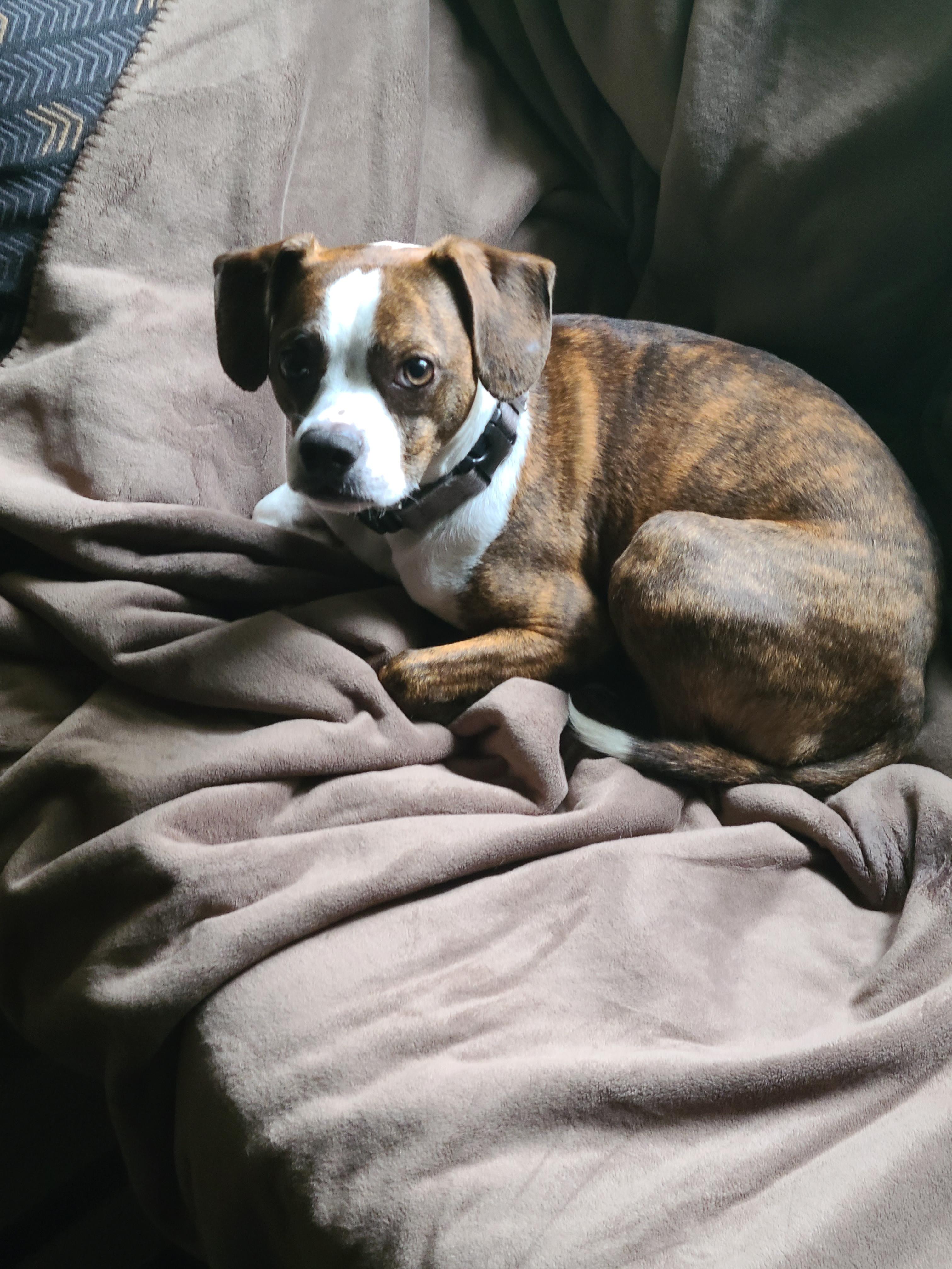 beagle boston terrier mix