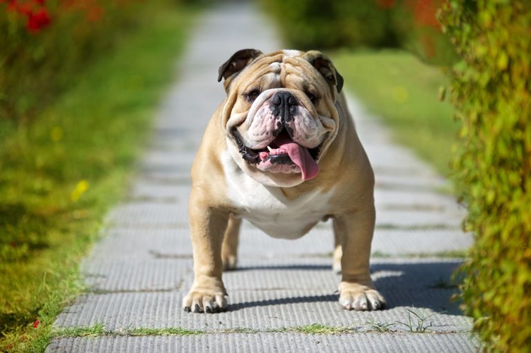 bulldog adoptions near me