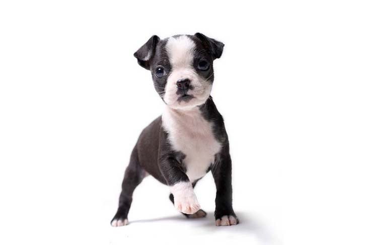 boston terriers for sale in michigan