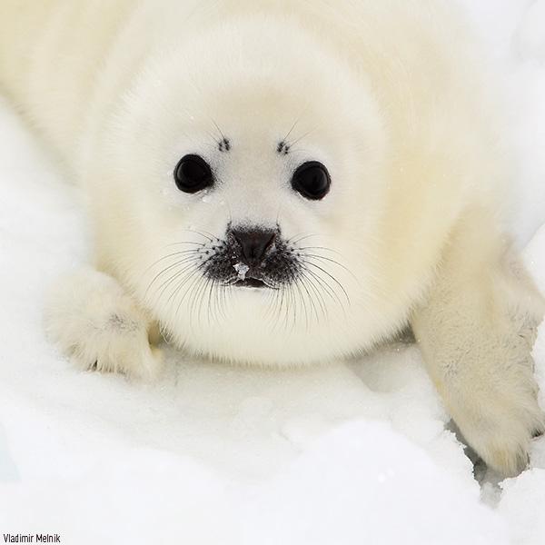 where can i buy a pet seal