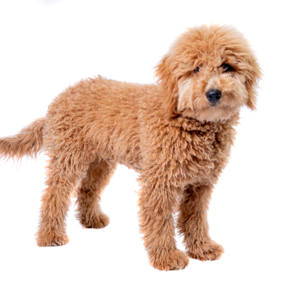goldendoodle puppies sc