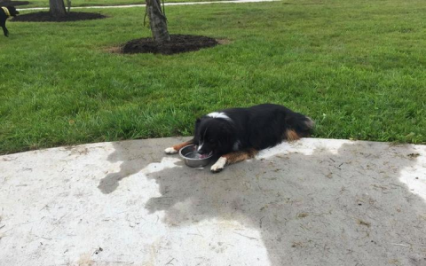 petfinder waynesville nc