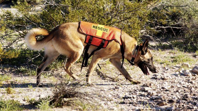 best dogs for search and rescue