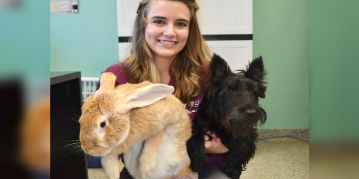 adopt a giant rabbit