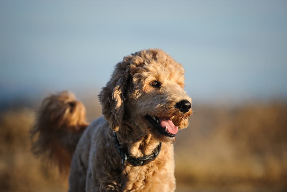 types of goldendoodle haircuts