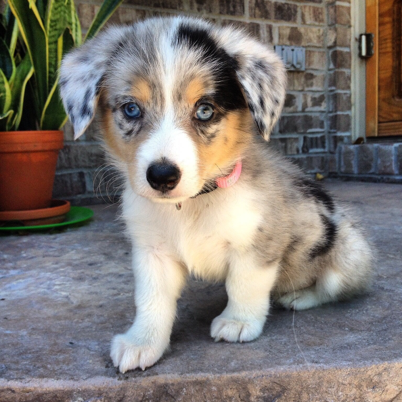 aussie corgi puppy