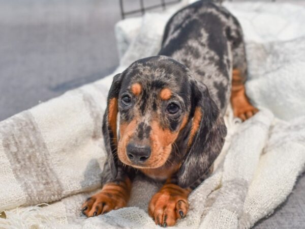dachshund breeders in michigan