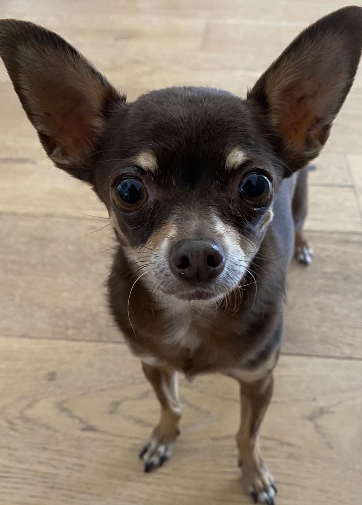 chihuahua found