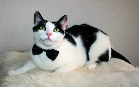 cat tuxedo breed