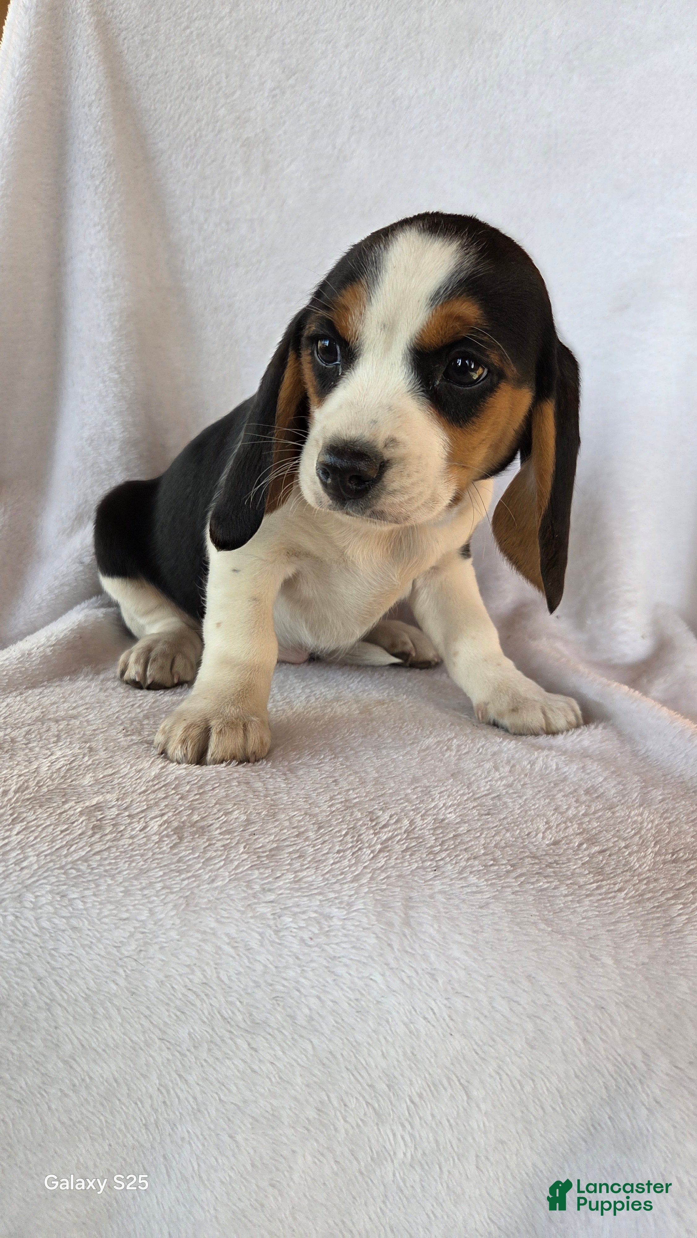 beagle puppies for sale pa