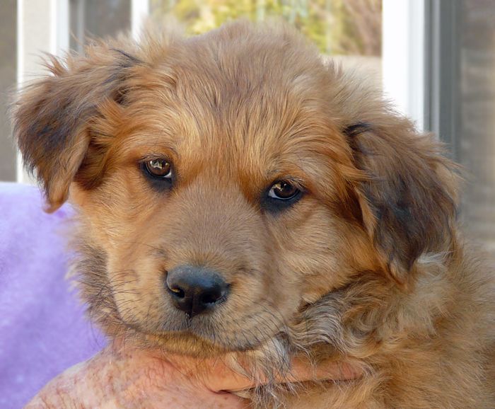golden retriever shepherd mix puppies for sale