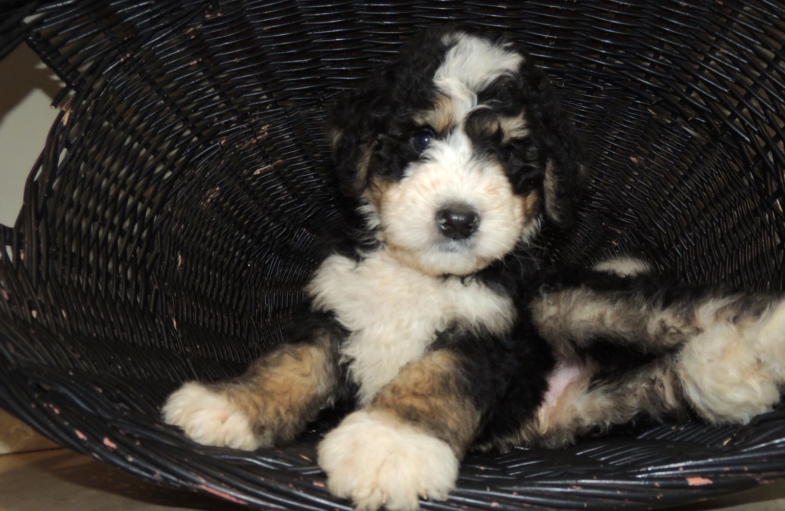 bernedoodle breeders new england
