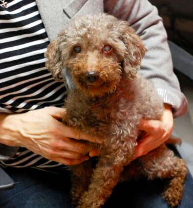 oldest miniature poodle